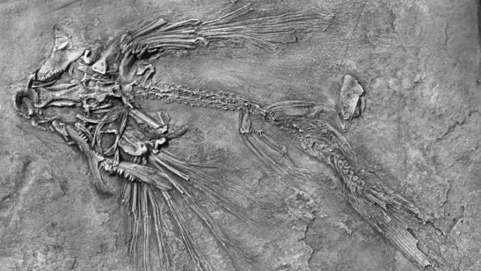 250 milyon yıllık uçan balık fosili bulundu