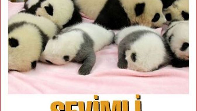 7 yavru panda sevinci 