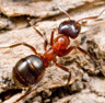 Orman terminatörleri: Kırmızı karıncalar