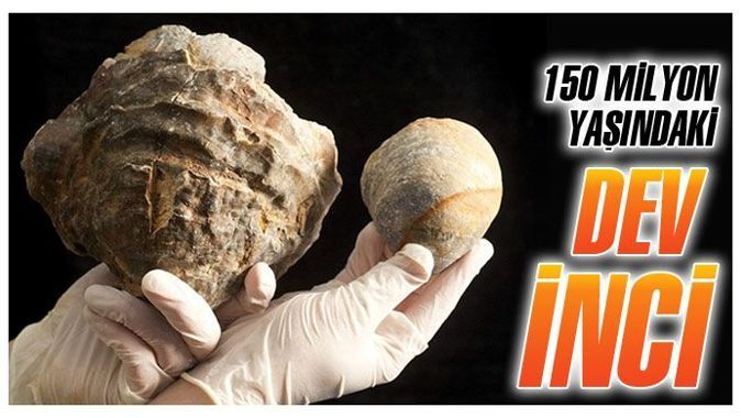 150 milyon yaşındaki dev inci