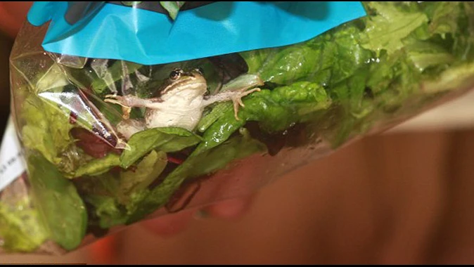 Salatadan canlı kurbağa çıktı