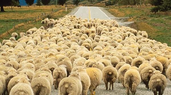 Koyun ve keçilere elektronik kimlik geliyor