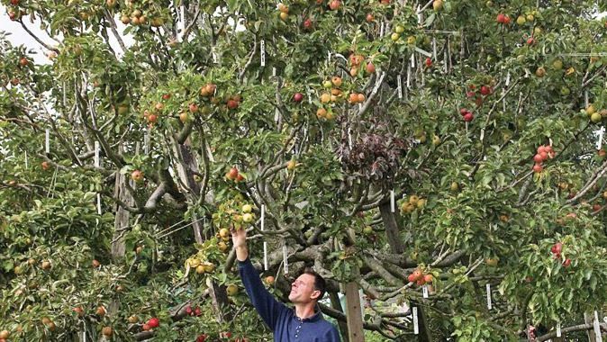 Manav gibi ağaç, 250 çeşit elma yetişiyor