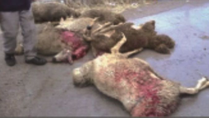 Hakkari&#039;de kurt sürüye saldırdı, 124 koyun telef oldu