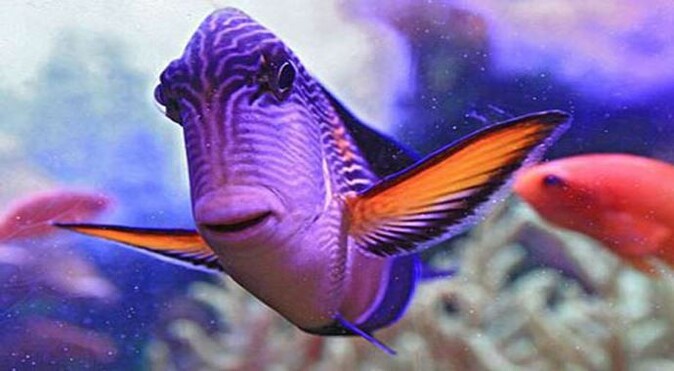 Rengarenk balıkların gülümseyen fotoğrafları şaşırtıyor