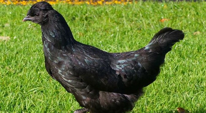 5 bin dolarlık siyah tavuk