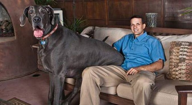 Dünyanın en uzun köpeği Dev George öldü