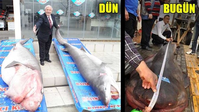 Marmara&#039;yı köpekbalıkları bastı