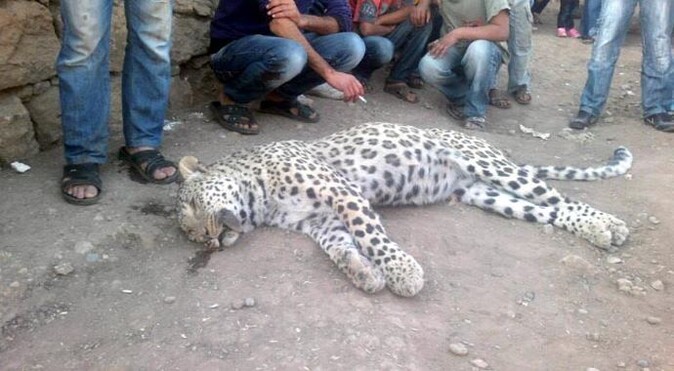 Hayvan otlatan köylülere leopar saldırdı