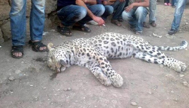 Dyarbakır&#039;da leopar saldırısı duyanları hayrete düşürdü