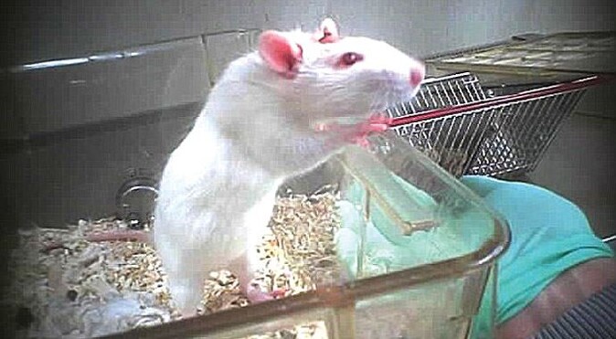 Deney farelerine inanılmaz işkence