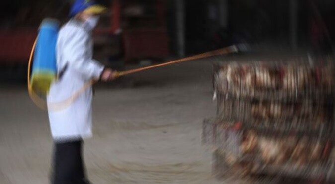 Çin&#039;deki bir hayvan pazarında kuş gribi virüsüne rastlandı