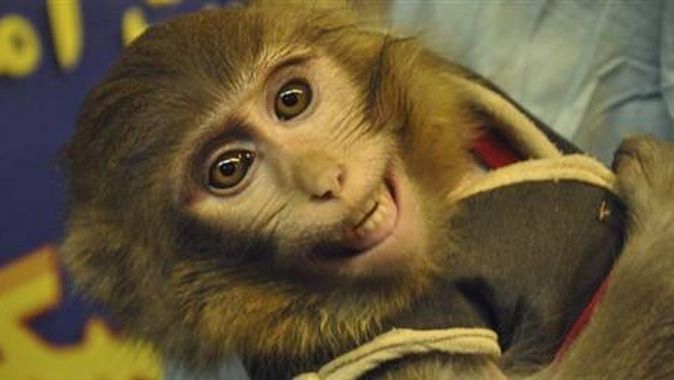 İran Uzay&#039;a ikinci maymunu gönderdi