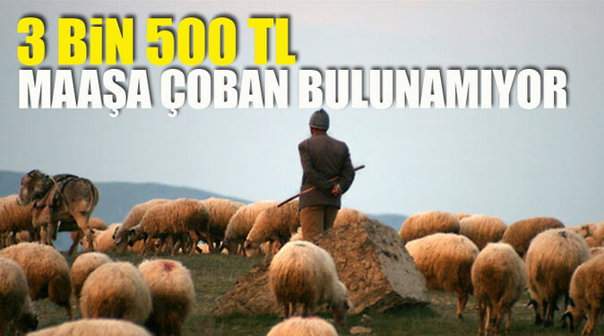 Aylık 3 bin 500 TL maaşa çoban bulunamıyor