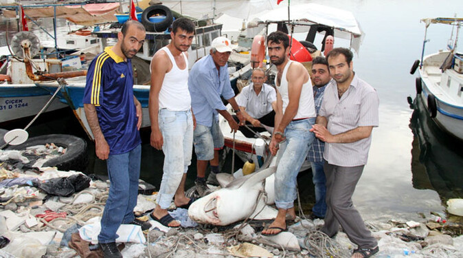Avlanan balıkçıların teknesine köpek balığı saldırdı
