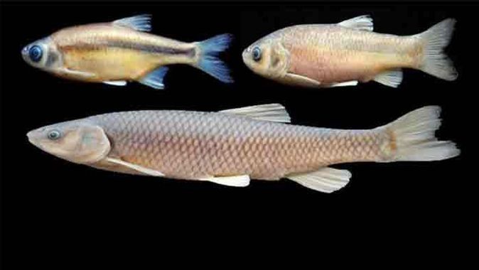Türkiye&#039;de 3 yeni tür balık keşfedildi