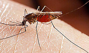 Tayland&#039;da sivrisinek dehşeti, 44 ölü