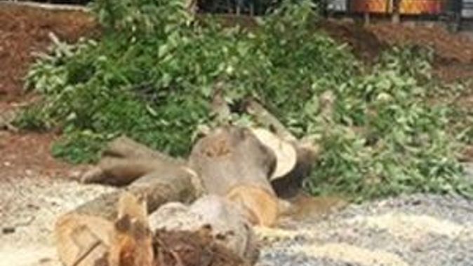 CHP&#039;li Belediye Bakırköy&#039;de ağaçları kesti