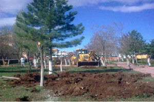 CHP&#039;li belediye yol için 60 ağaç kesti