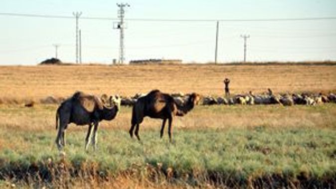 Suriye sınırında kaçak deve operasyonu
