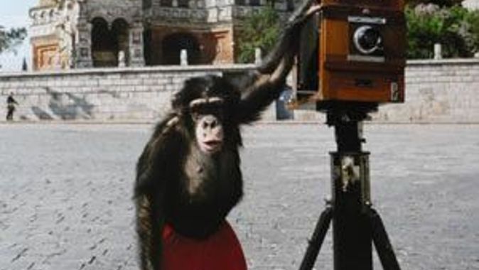 Şempanzenin çektiği fotoğrafa 76 bin dolar