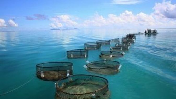 Balık üretimi yüzde 8,34 azaldı