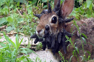 Boynuzlu tavşan görenleri şaşırttı