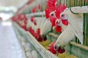 Tavuk üretimi yüzde 8,8 arttı