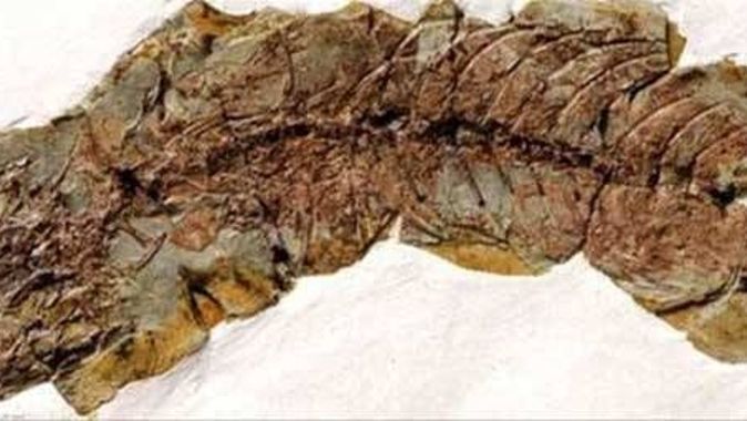23 milyon yıllık kertenkele fosili bulundu