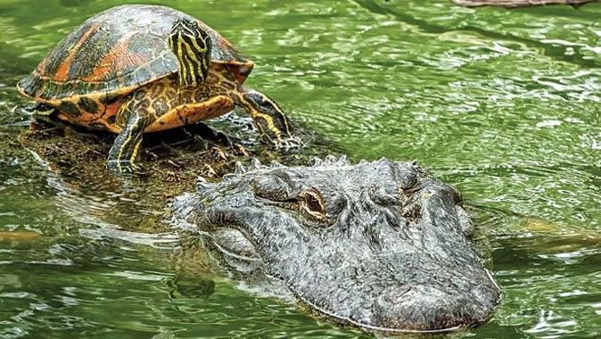 Kaplumbağayı sırtında taşıyor