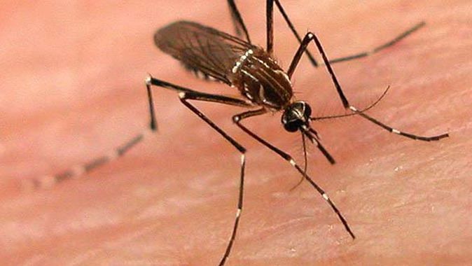 İnsanların doğal kokusu sivrisinekleri uzak tutacak