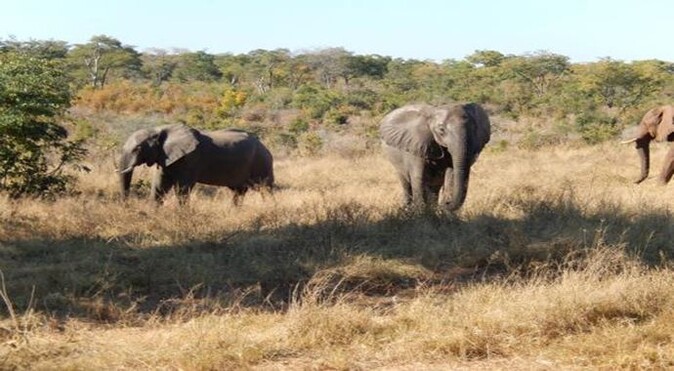 Zimbabve&#039;de 81 fil, dişleri için öldürüldü