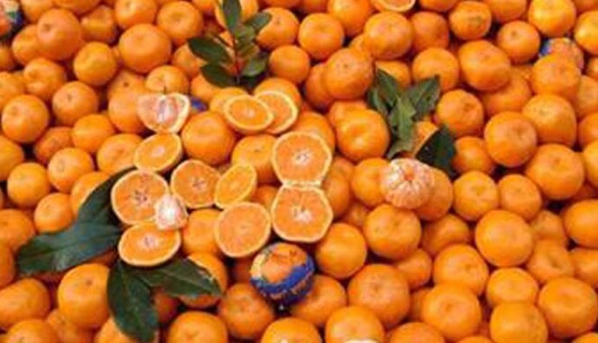 Rusya, Türkiye&#039;den giden 25 ton mandalinayı geri gönderdi