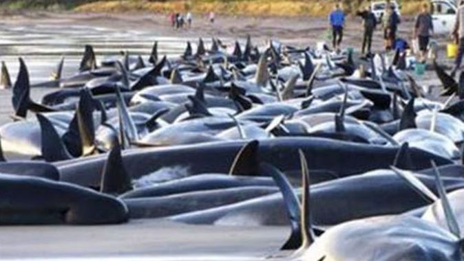 Yeni Zelanda&#039;da 30 balina karaya vurdu