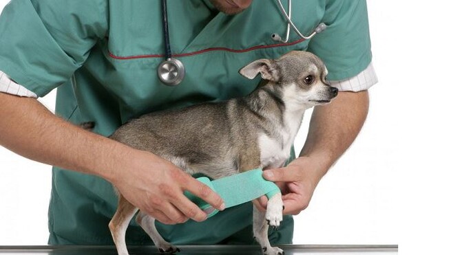 Bakanlık, sınavsız veteriner hekim alabilecek