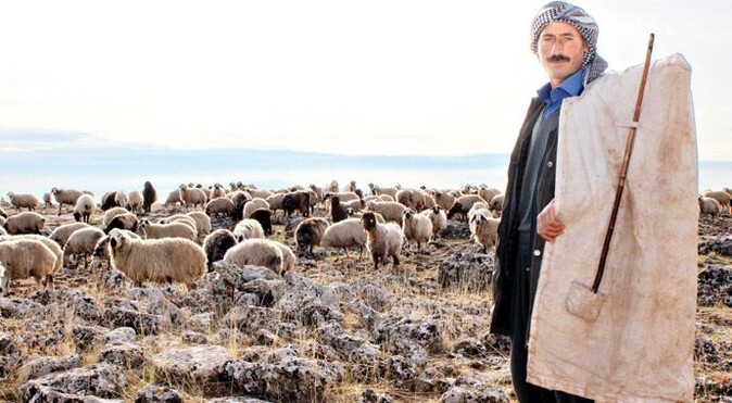 3 bin lira ücretle çoban bulamıyorlar
