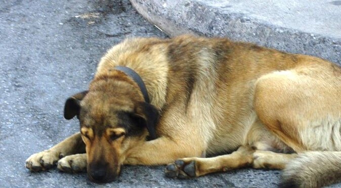 Yunanistan&#039;da sokak köpeğine saldıran adam tutuklandı!