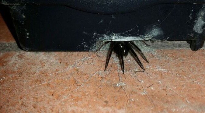 Güney Galler&#039;de yamyam örümcek dehşeti!