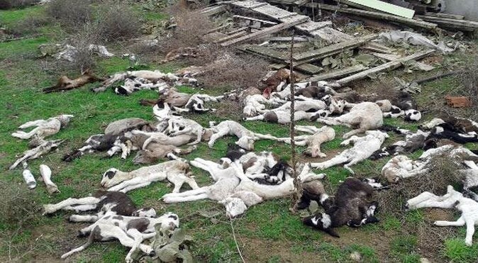 Edirne&#039;de esrarengiz olay! Hayvan ölümleri tedirgin ediyor