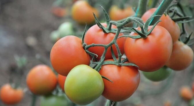 Antalya&#039;da 27 ton domates imha edildi