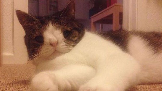 Bakımevinden kurtarılan kedi, Facebook&#039;u salladı