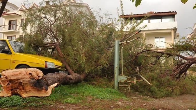 Muğla&#039;da yıldırım ağaca, ağaçta arabalara çarptı