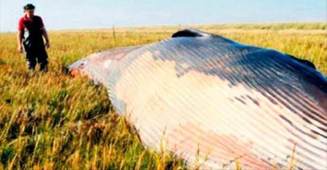 Tarlanın ortasında balina ölüsü buldu