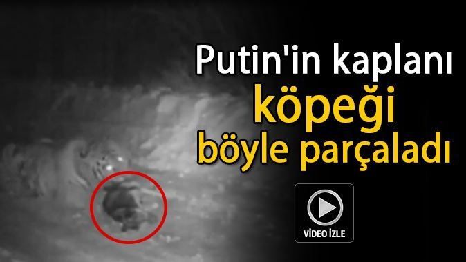 Putin&#039;in kaplanı köpeği böyle parçaladı -İZLE