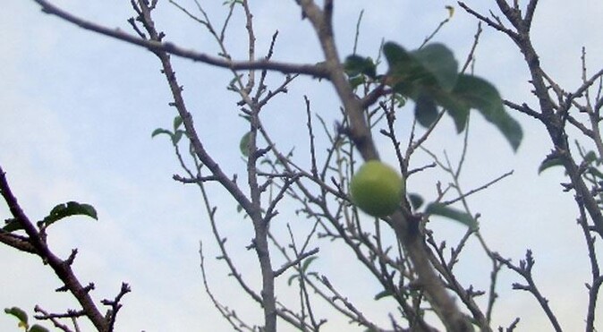 Bursa&#039;da erik ağacı kış ortasında meyve verdi