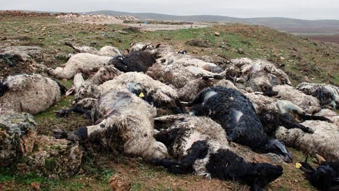 Yırtıcı hayvanlar çiftliğe daldı, 45 koyun telef oldu
