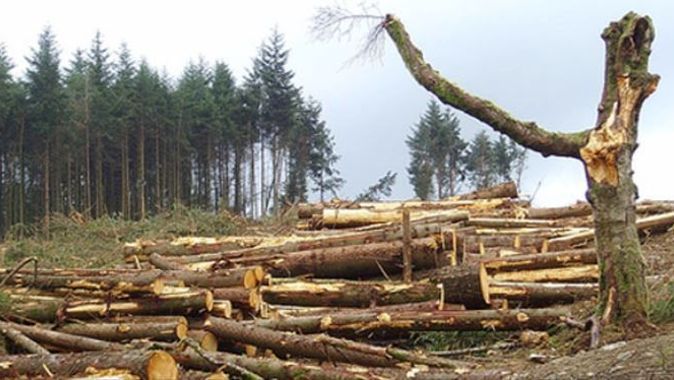 Orman suçları yüzde 60 azaldı
