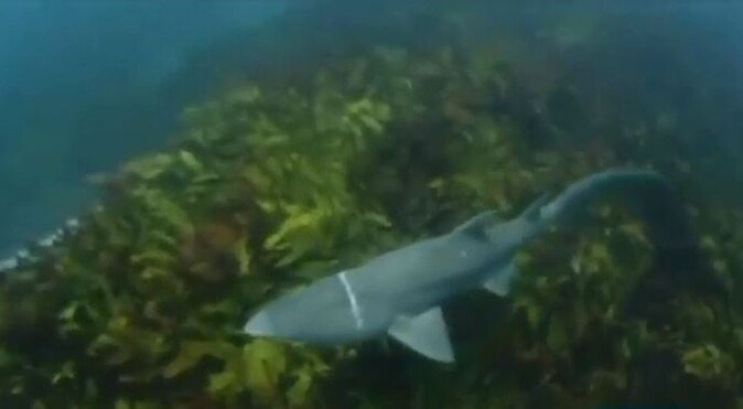 Köpekbalığını ölümden kurtaran su altı operasyonu