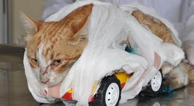 Yürek sızlatan fotoğraftaki kedi Ankara&#039;ya gönderildi