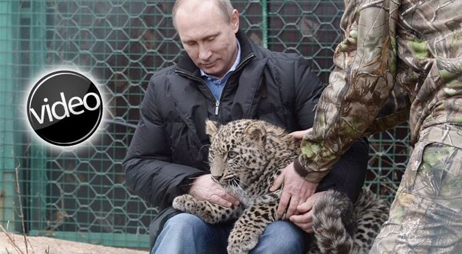Putin, Leopar kafesine girdi! İşte o anlar...